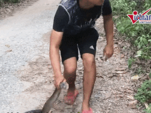 Hổ mang chúa dài gần 4m chui vào nhà dân để kiếm ăn-1