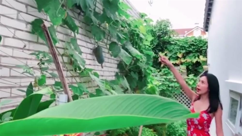 Khu vườn đủ thứ rau quả sạch trong biệt thự của Công Vinh - Thủy Tiên-1