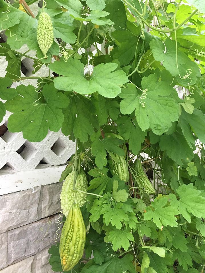 Khu vườn đủ thứ rau quả sạch trong biệt thự của Công Vinh - Thủy Tiên-4