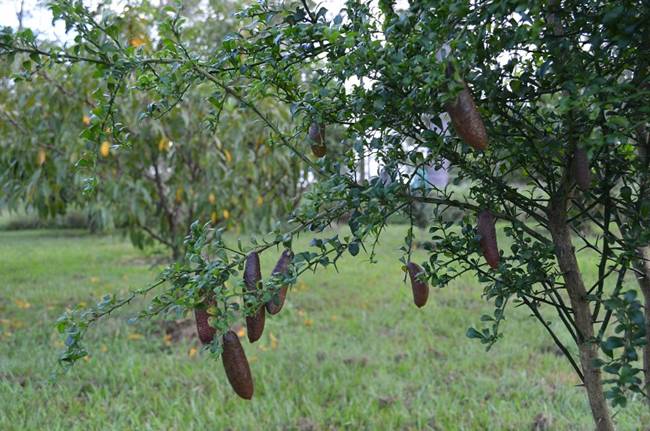 Trái lạ từng mọc hoang chẳng ai đoái hoài, nay được lùng mua hơn 1 triệu/kg-3