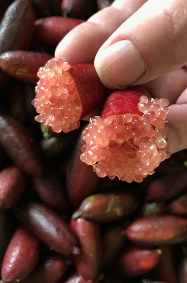 Trái lạ từng mọc hoang chẳng ai đoái hoài, nay được lùng mua hơn 1 triệu/kg-4