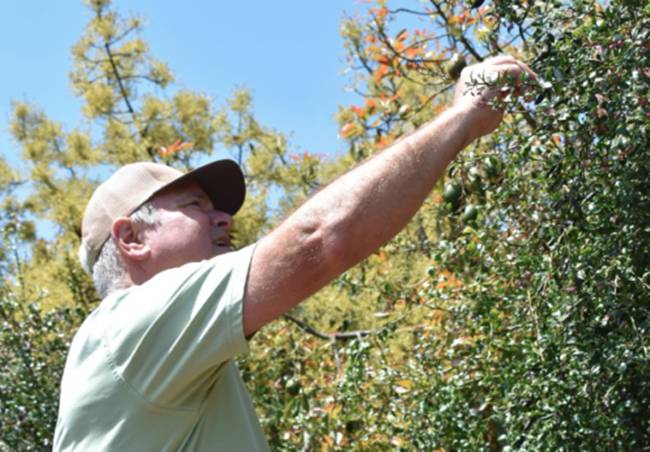 Trái lạ từng mọc hoang chẳng ai đoái hoài, nay được lùng mua hơn 1 triệu/kg-10