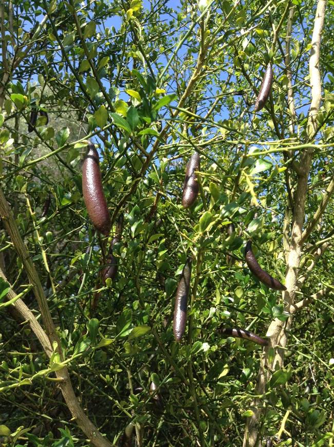 Trái lạ từng mọc hoang chẳng ai đoái hoài, nay được lùng mua hơn 1 triệu/kg-11