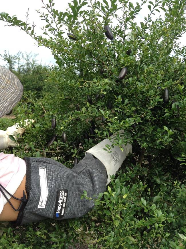 Trái lạ từng mọc hoang chẳng ai đoái hoài, nay được lùng mua hơn 1 triệu/kg-8