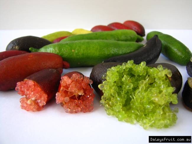 Trái lạ từng mọc hoang chẳng ai đoái hoài, nay được lùng mua hơn 1 triệu/kg-9