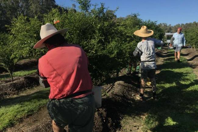 Trái lạ từng mọc hoang chẳng ai đoái hoài, nay được lùng mua hơn 1 triệu/kg-12