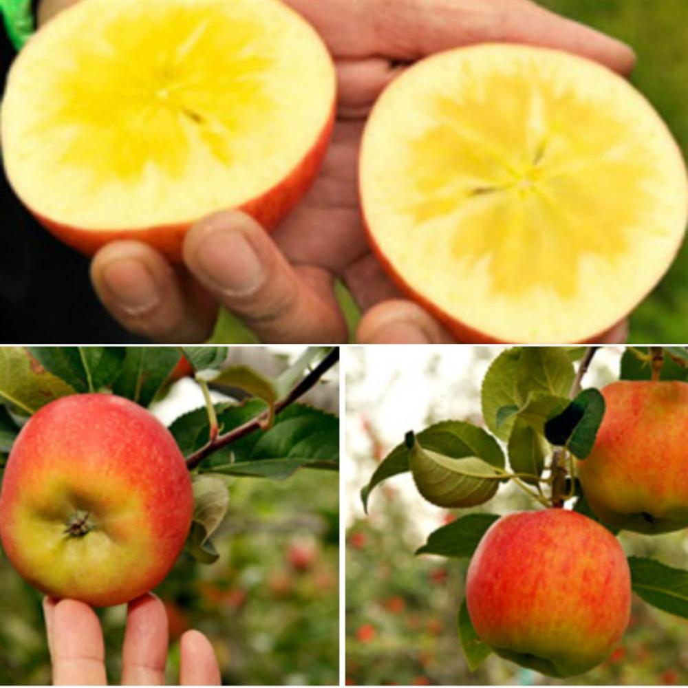 Cận cảnh quy trình trồng táo mật đắt nhất thế giới, 1 cành chỉ 1 quả-10