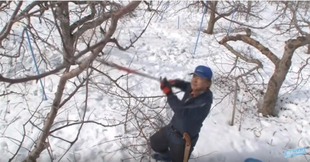 Cận cảnh quy trình trồng táo mật đắt nhất thế giới, 1 cành chỉ 1 quả-3