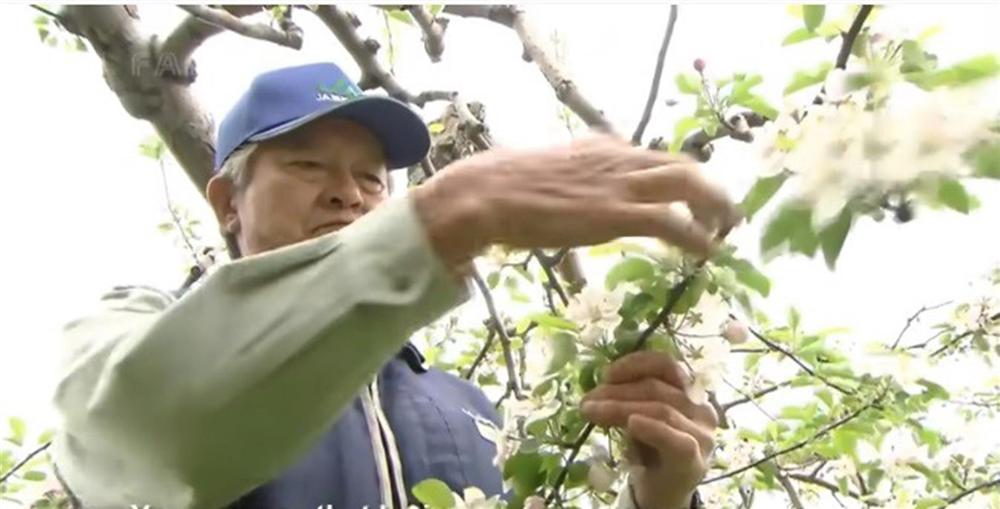 Cận cảnh quy trình trồng táo mật đắt nhất thế giới, 1 cành chỉ 1 quả-4