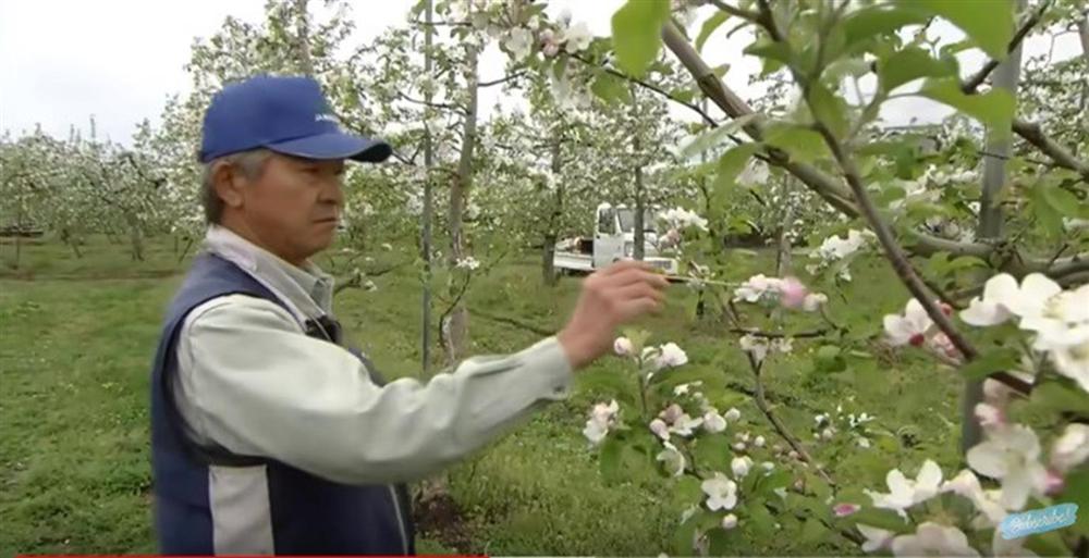 Cận cảnh quy trình trồng táo mật đắt nhất thế giới, 1 cành chỉ 1 quả-6
