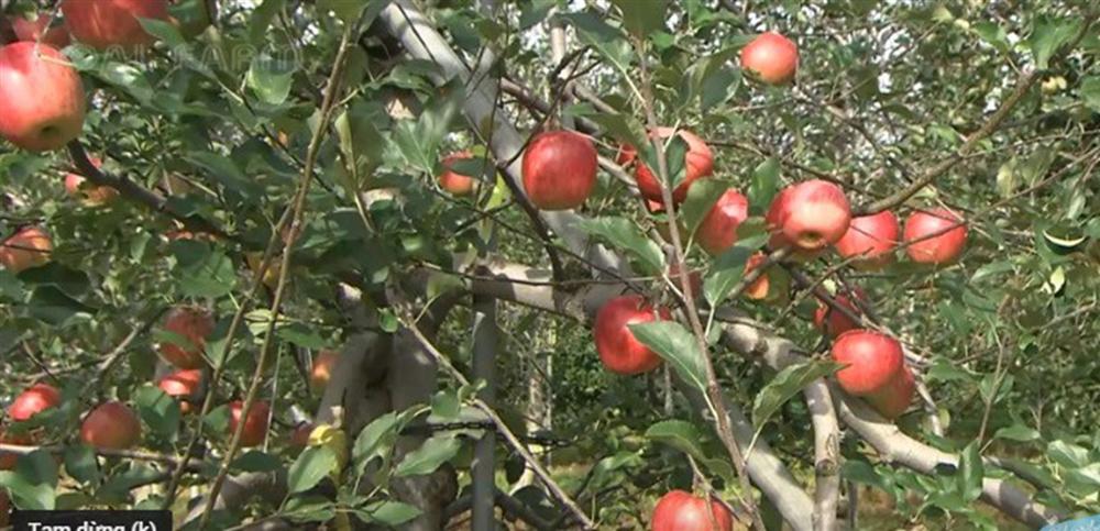 Cận cảnh quy trình trồng táo mật đắt nhất thế giới, 1 cành chỉ 1 quả-8
