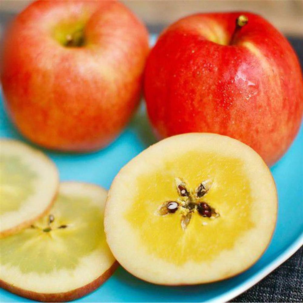 Cận cảnh quy trình trồng táo mật đắt nhất thế giới, 1 cành chỉ 1 quả-11