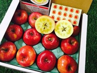 Cận cảnh quy trình trồng táo mật đắt nhất thế giới, 1 cành chỉ 1 quả