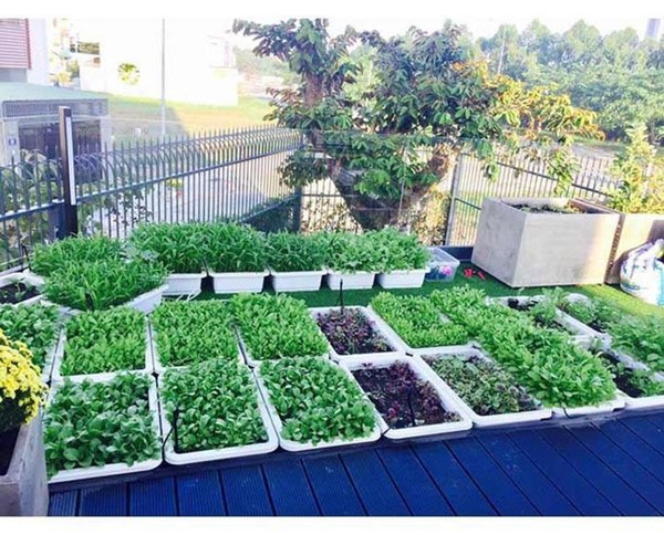 Trái ngọt sai trĩu trên sân thượng biệt thự nhà Lý Hải - Minh Hà-2