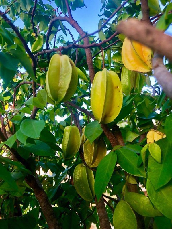 Trái ngọt sai trĩu trên sân thượng biệt thự nhà Lý Hải - Minh Hà-4