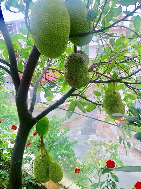 Trái ngọt sai trĩu trên sân thượng biệt thự nhà Lý Hải - Minh Hà-5