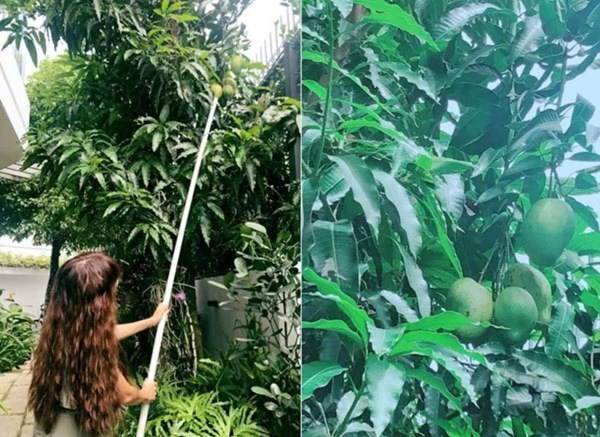 Trái ngọt sai trĩu trên sân thượng biệt thự nhà Lý Hải - Minh Hà-8