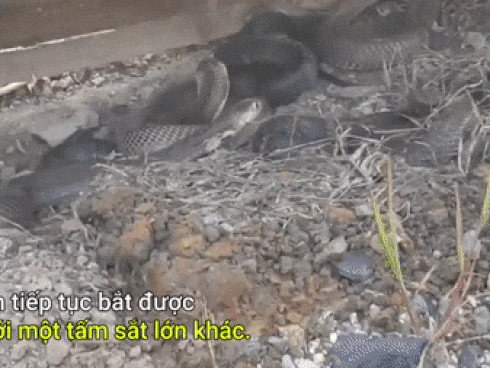 Tay không bắt sống ổ rắn hổ mang 4 con dữ tợn