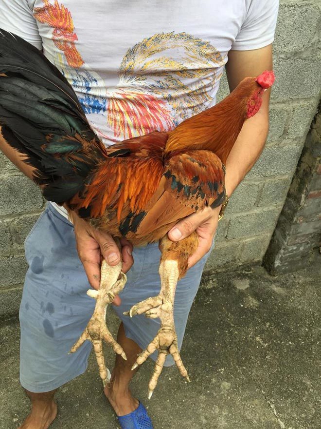 Chú gà tự chuyển giới xôn xao, đang mái bỗng biến thành trống-3
