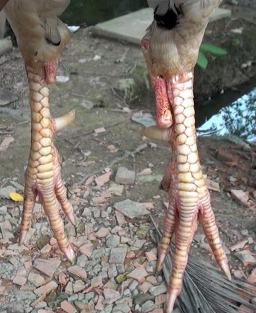 Chú gà tự chuyển giới xôn xao, đang mái bỗng biến thành trống-4