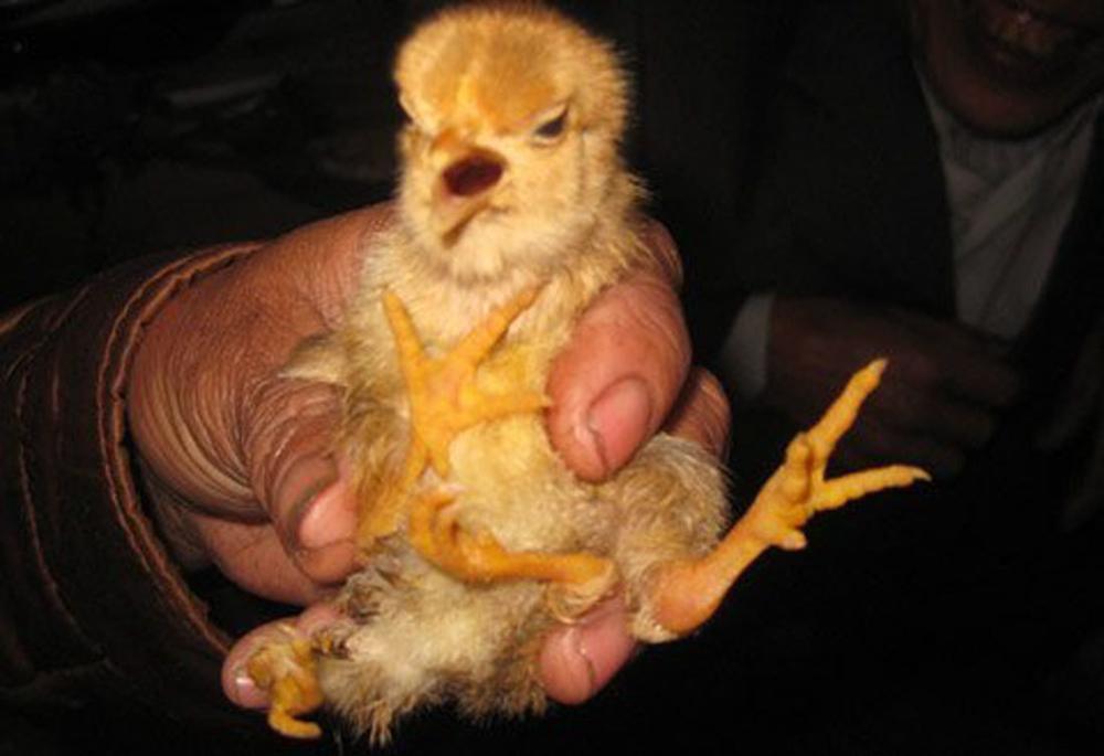 Chú gà tự chuyển giới xôn xao, đang mái bỗng biến thành trống-5