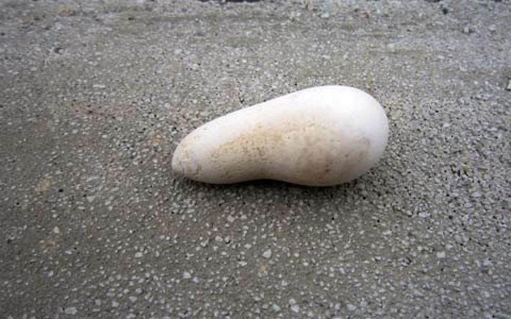 Chú gà tự chuyển giới xôn xao, đang mái bỗng biến thành trống-6