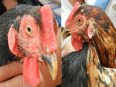 Ăn nhậu kiểu dân Việt, hàng chục triệu USD nhập chân gà đông lạnh-3