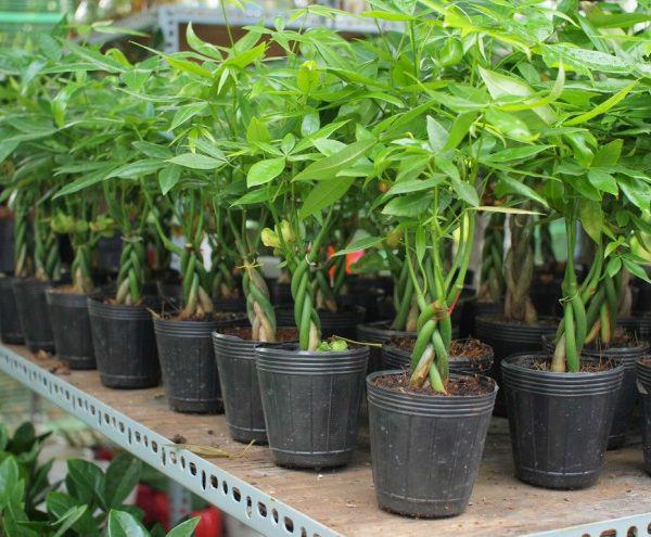 Cây kim ngân hợp tuổi nào để tiền vào như thác, sự nghiệp hanh thông?-4