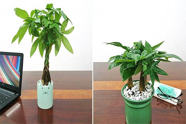 Cây kim ngân hợp tuổi nào để tiền vào như thác, sự nghiệp hanh thông?-5