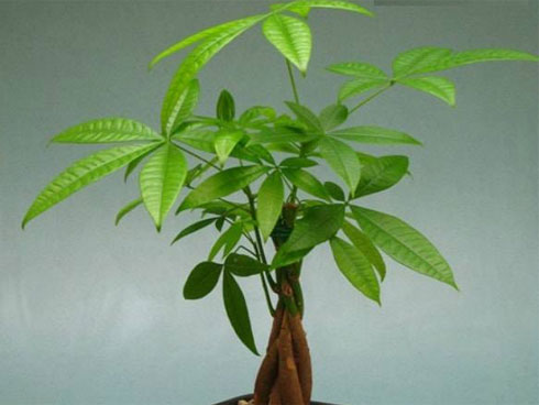 Chọn tuổi xông nhà, xông công ty mang lại tài lộc năm 2020-2