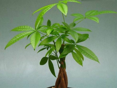 Cây kim ngân hợp tuổi nào để tiền vào như thác, sự nghiệp hanh thông?