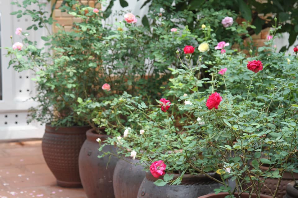 Độc đáo vườn hồng trăm gốc trồng trong chum, vại của bà mẹ phố núi-1