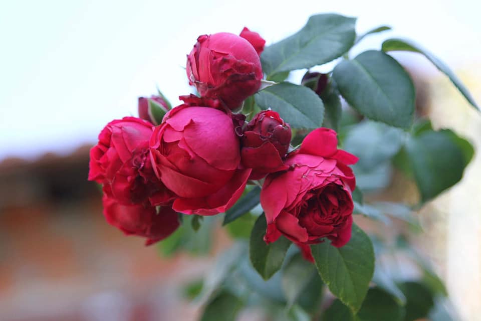 Độc đáo vườn hồng trăm gốc trồng trong chum, vại của bà mẹ phố núi-10