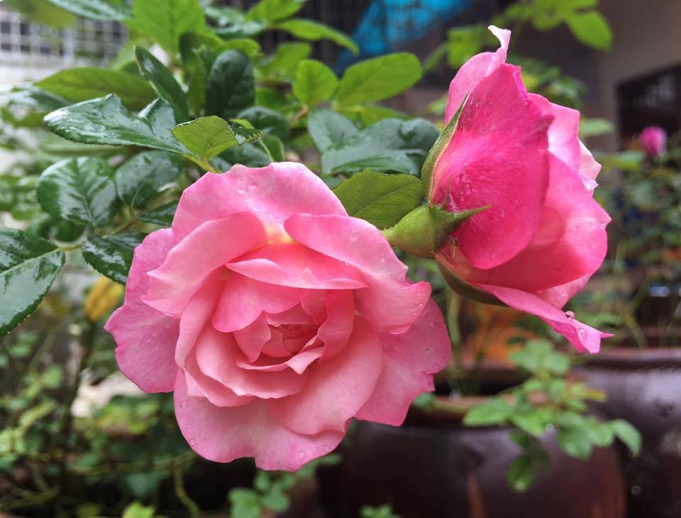 Độc đáo vườn hồng trăm gốc trồng trong chum, vại của bà mẹ phố núi-8