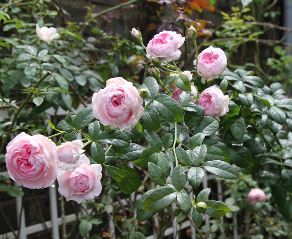 Độc đáo vườn hồng trăm gốc trồng trong chum, vại của bà mẹ phố núi-9