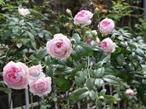 Độc đáo vườn hồng trăm gốc trồng trong 