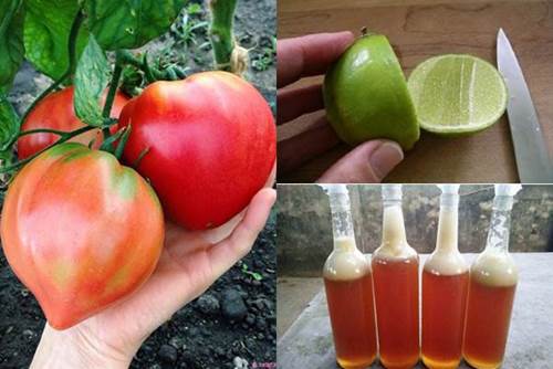 Trước khi ngủ thoa vài giọt nước cà chua lên mặt, nám, tàn nhang cứ thế tự động bốc hơi”-2