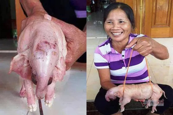 Kỳ lạ 3 lợn con mới đẻ ở Nghệ An có hình thù giống voi-1