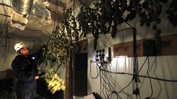 Lao động Việt trong các tiệm nail và trại trồng cần sa ở Anh-3