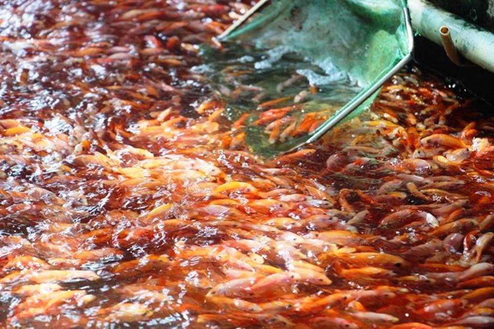 Nuôi bạt ngàn loài cá siêu đẹp, anh Luyện đút túi hơn 2 tỷ mỗi năm-1