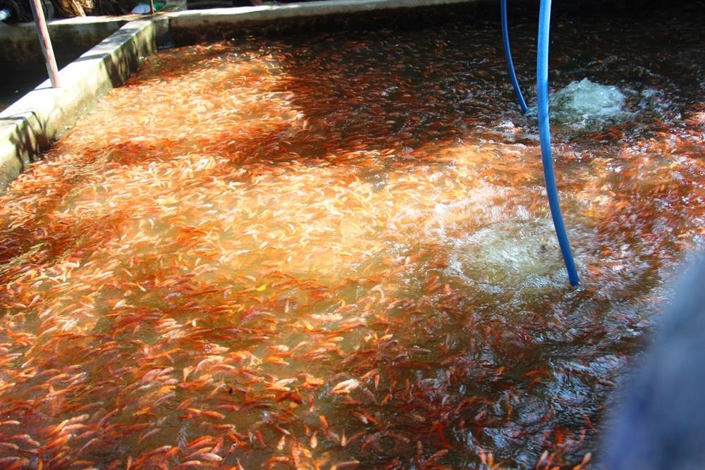 Nuôi bạt ngàn loài cá siêu đẹp, anh Luyện đút túi hơn 2 tỷ mỗi năm-10