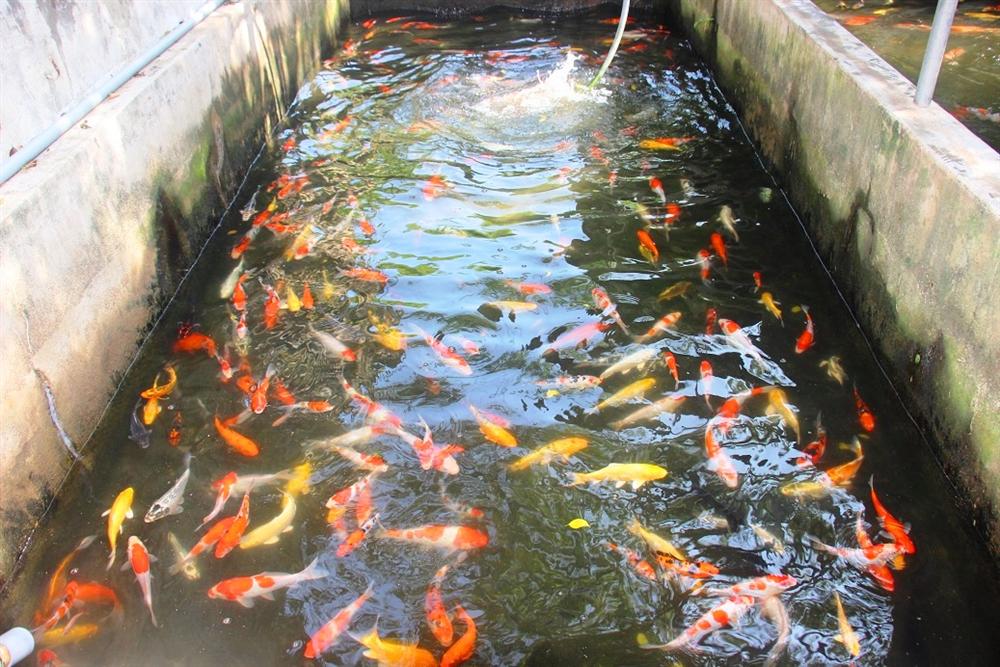 Nuôi bạt ngàn loài cá siêu đẹp, anh Luyện đút túi hơn 2 tỷ mỗi năm-2