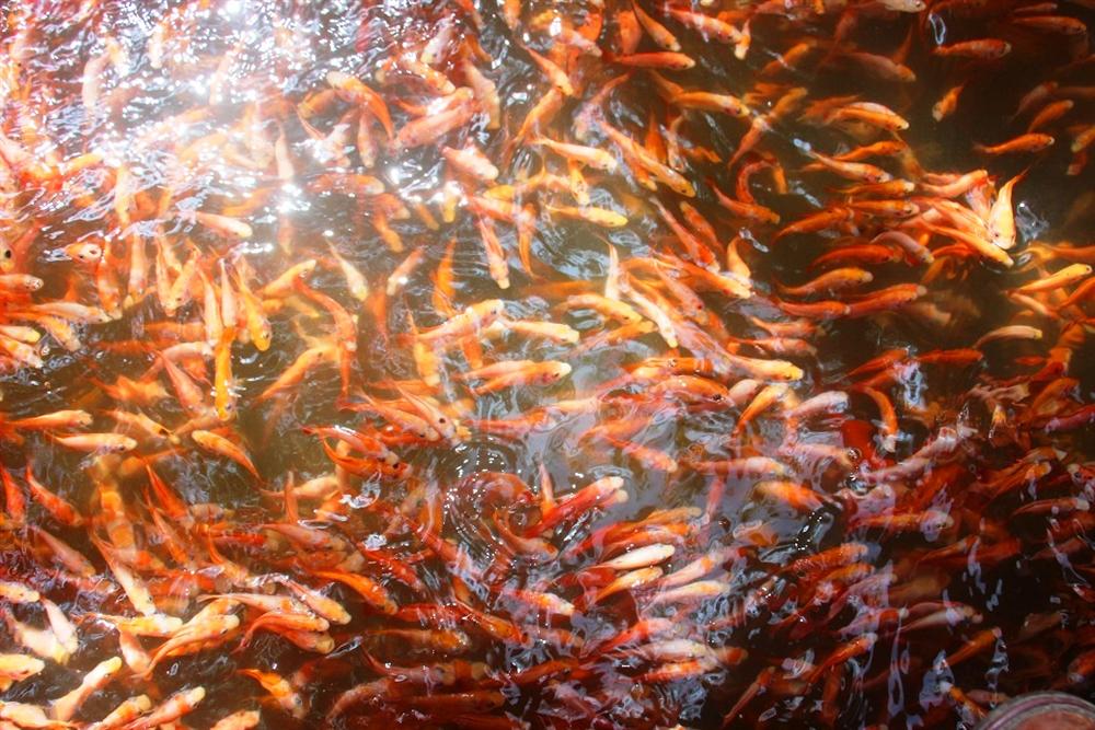 Nuôi bạt ngàn loài cá siêu đẹp, anh Luyện đút túi hơn 2 tỷ mỗi năm-3