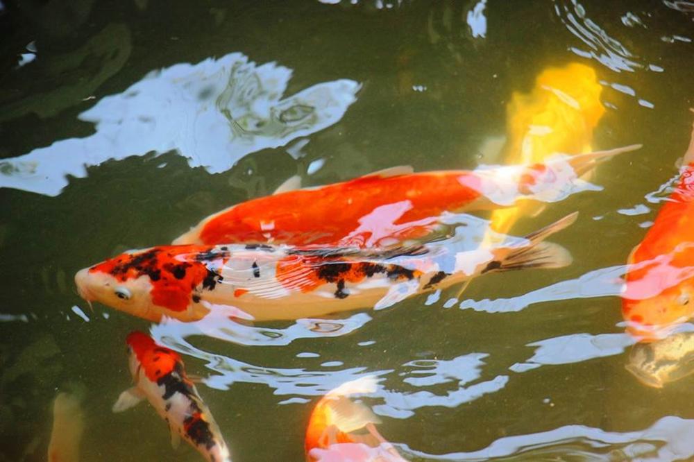 Nuôi bạt ngàn loài cá siêu đẹp, anh Luyện đút túi hơn 2 tỷ mỗi năm-5