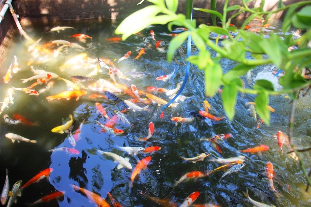 Nuôi bạt ngàn loài cá siêu đẹp, anh Luyện đút túi hơn 2 tỷ mỗi năm-6