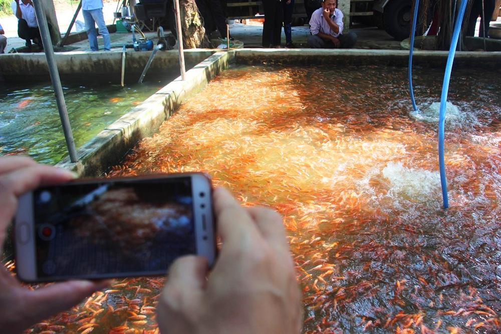 Nuôi bạt ngàn loài cá siêu đẹp, anh Luyện đút túi hơn 2 tỷ mỗi năm-7