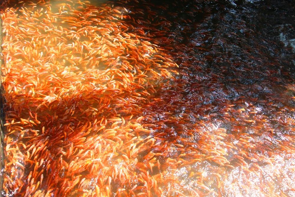 Nuôi bạt ngàn loài cá siêu đẹp, anh Luyện đút túi hơn 2 tỷ mỗi năm-8