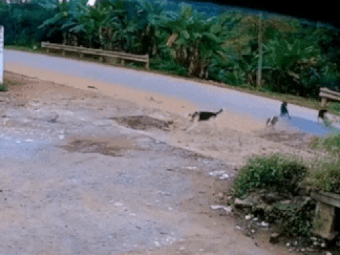 Bầy chó rượt đuổi xe máy khiến tài xế ngã nhào