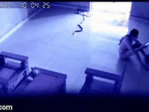 Rùng mình clip rắn bò lồm ngồm trong nhà, ngay sau lưng người mẹ trẻ đang đưa võng cho con-1