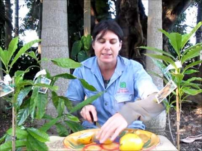 Cây lưỡng tính từng mọc dại khắp rừng, nay thành mỏ vàng bán 1 triệu/kg quả-12